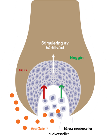 Locerin Scheme
